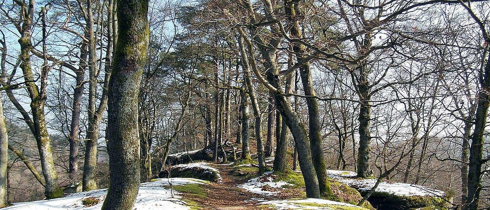 Stig genom gles skog med tunt snötäcke. Foto: Gaby Stein