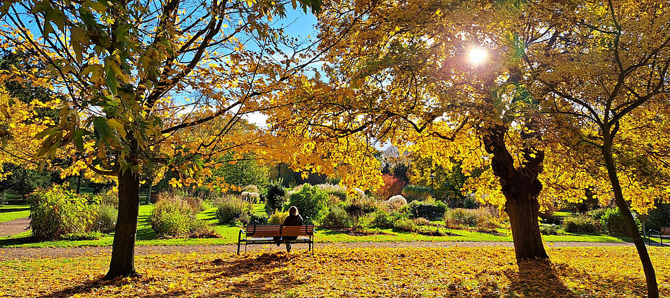 Bild på Botaniska trädgården i Lund i höstfärger. Solen skiner, löven är gula och på en bänk mellan träden ser man en person bakifrån. Foto: Anja Hoppe.